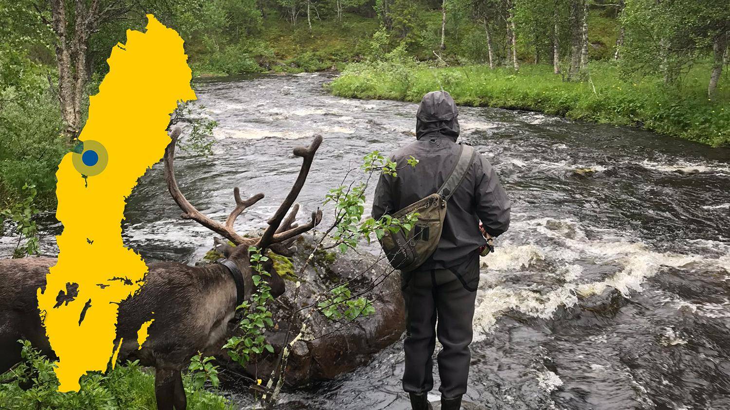 Ein Rentier und eine Person mit Blick auf einen Fluss. Eine gelbe Karte von Schweden mit einer Markierung, die Laxviken lokalisiert, ist im Bild platziert.