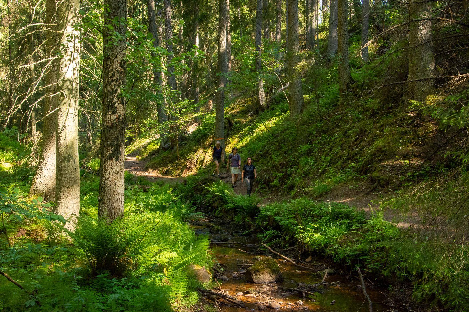 Drei Menschen wandern entlang eines Wanderweges durch den schwedischen Wald.