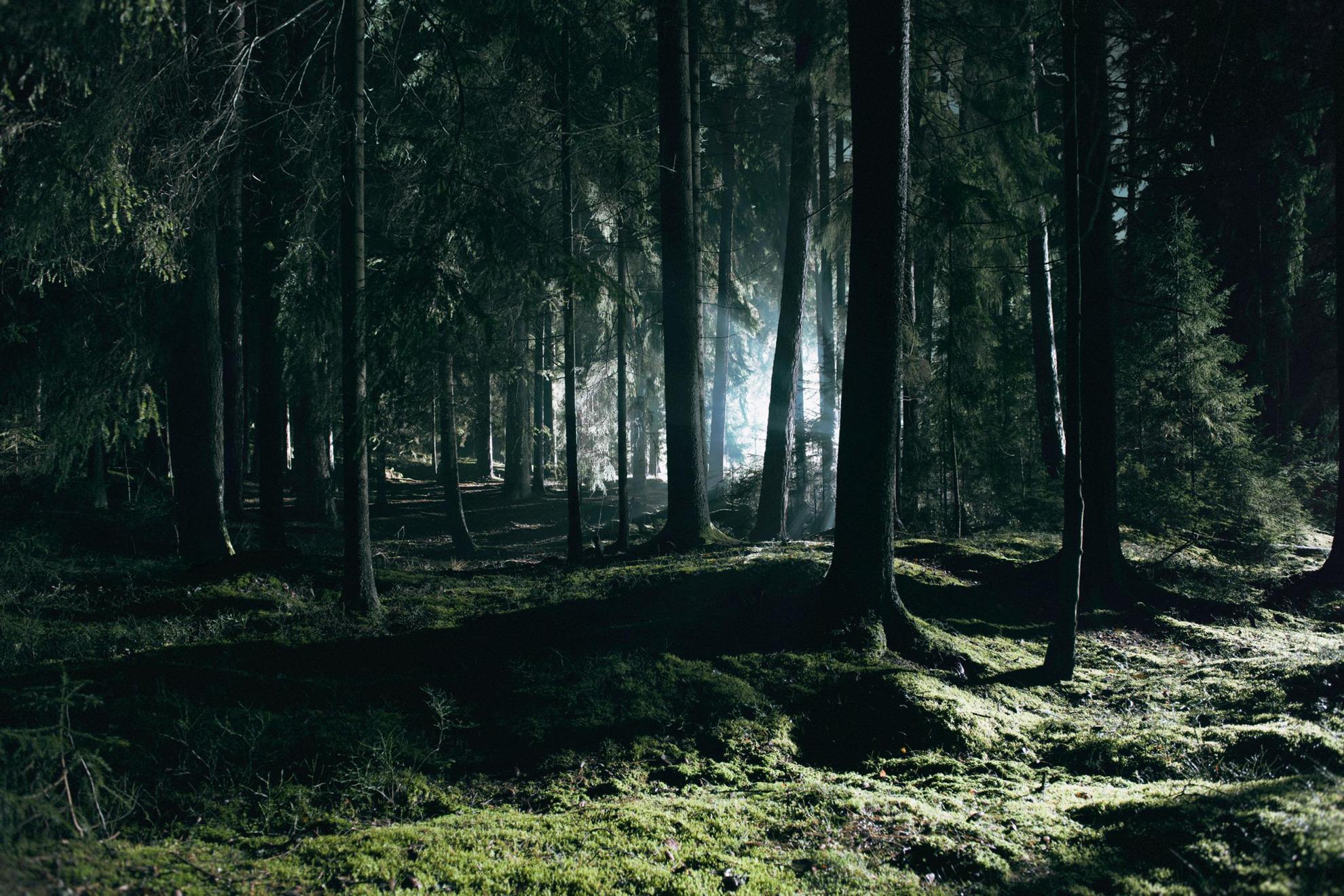 Ein Kiefernwald in der Nacht. Tiefer im Wald leuchtet ein Licht.
