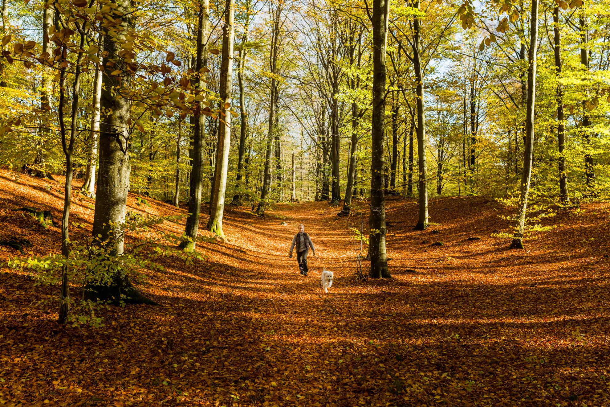 Eine Frau und ein Hund wandern auf einem Waldweg im Herbst. Die Sonne scheint und der Boden ist mit orangefarbenen Blättern bedeckt.