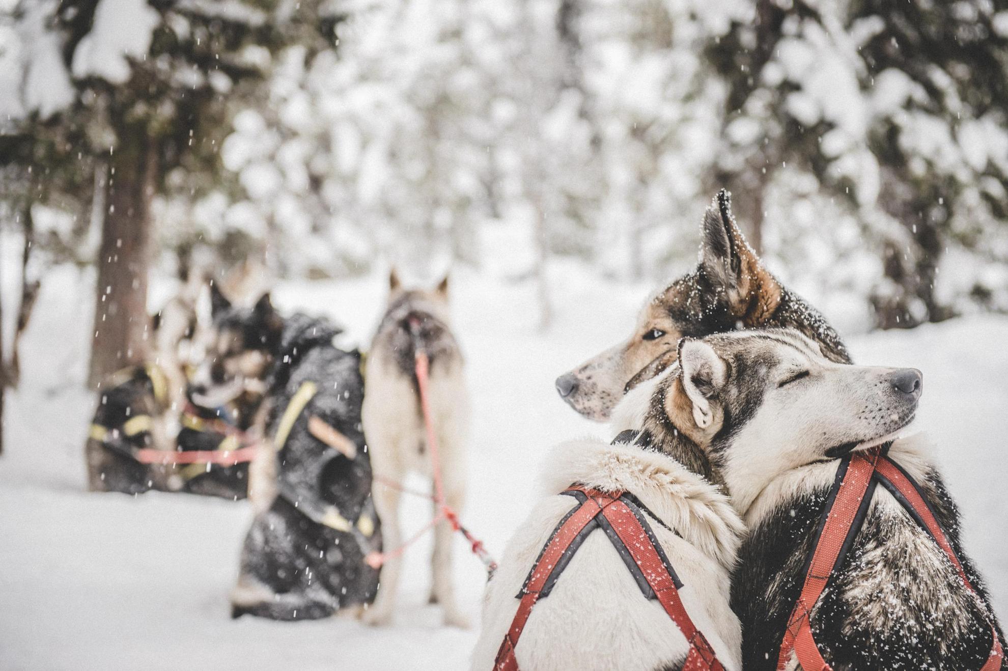 Huskys, die in Nordschweden als Hundeschlittengespann arbeiten, warten sehnsüchtig auf den nächsten Ausflug.