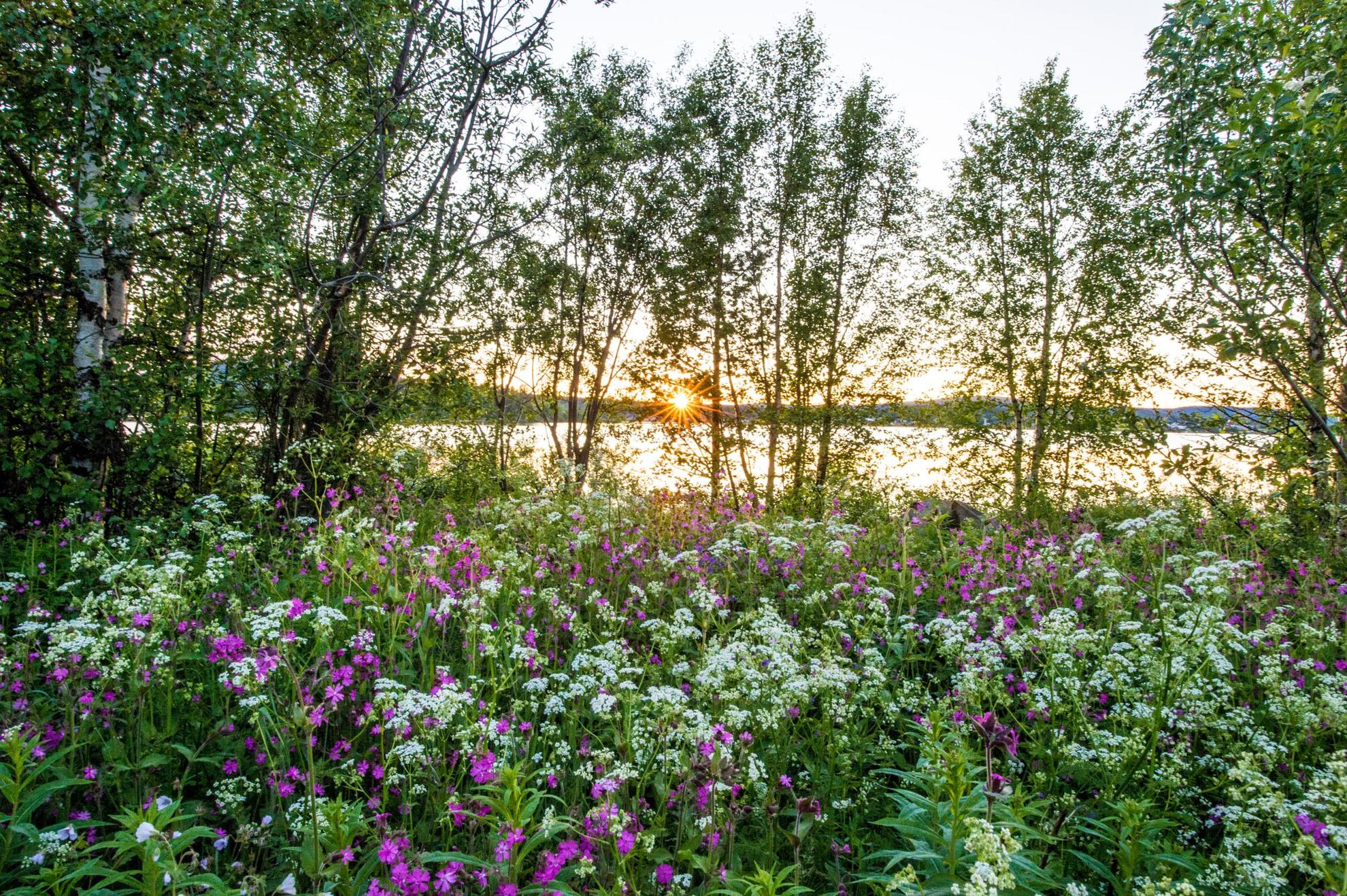 Blick auf die Natur mit wilden Blumen, Bäumen und einem See im Hintergrund.