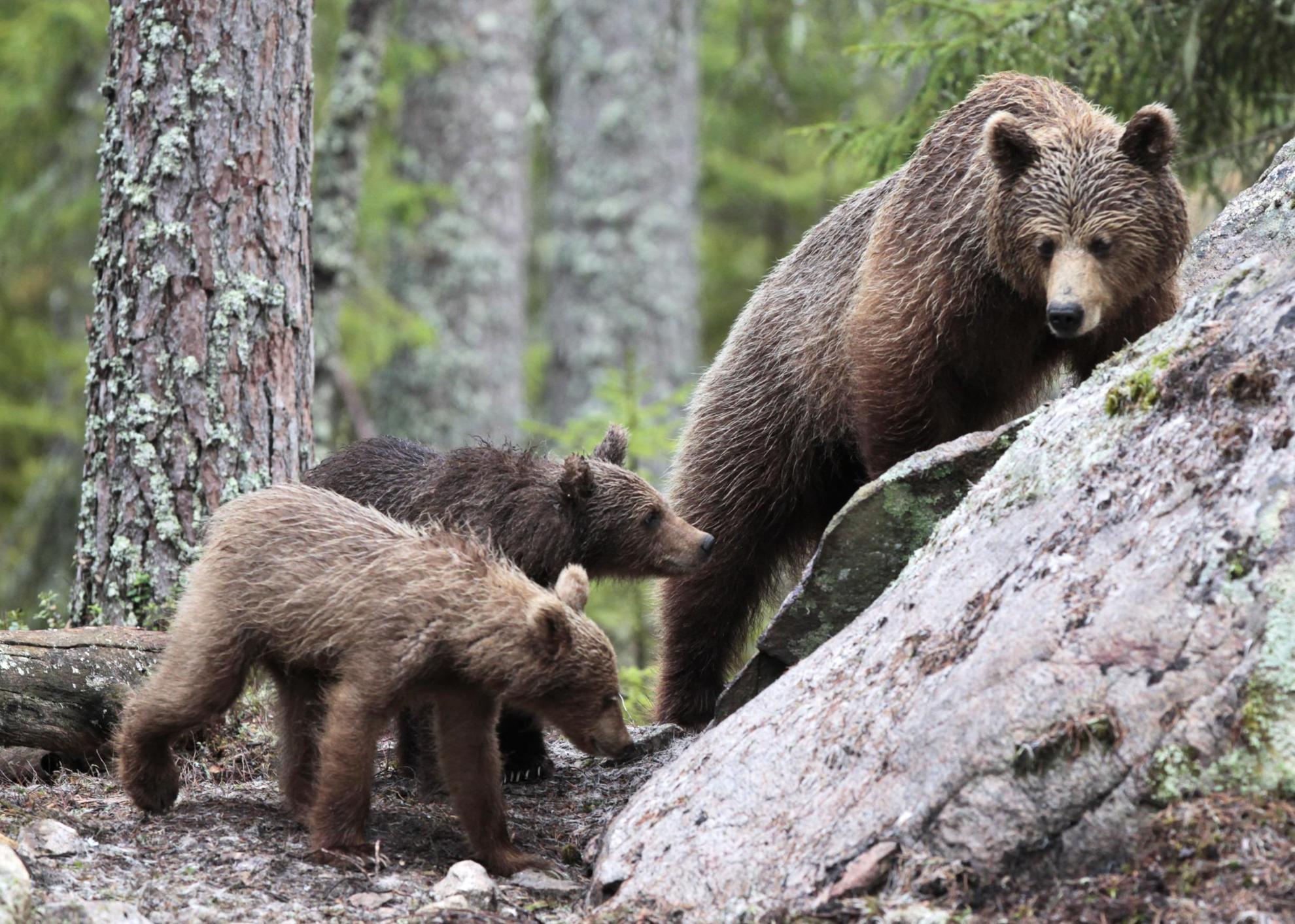 Mutter Braunbär mit ihren beiden Jungen geht in einem Wald spazieren.