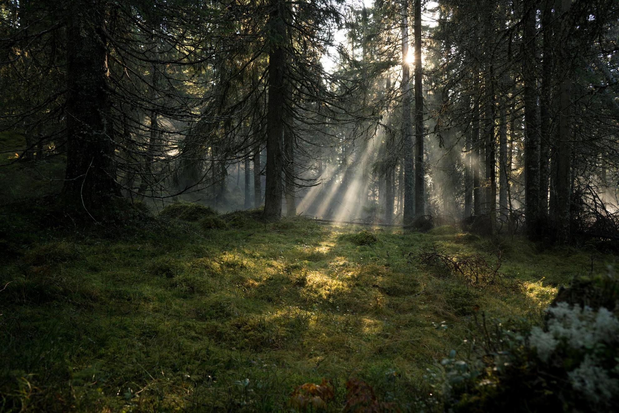 Sun rays are breaking through the trees in a forest landscape.