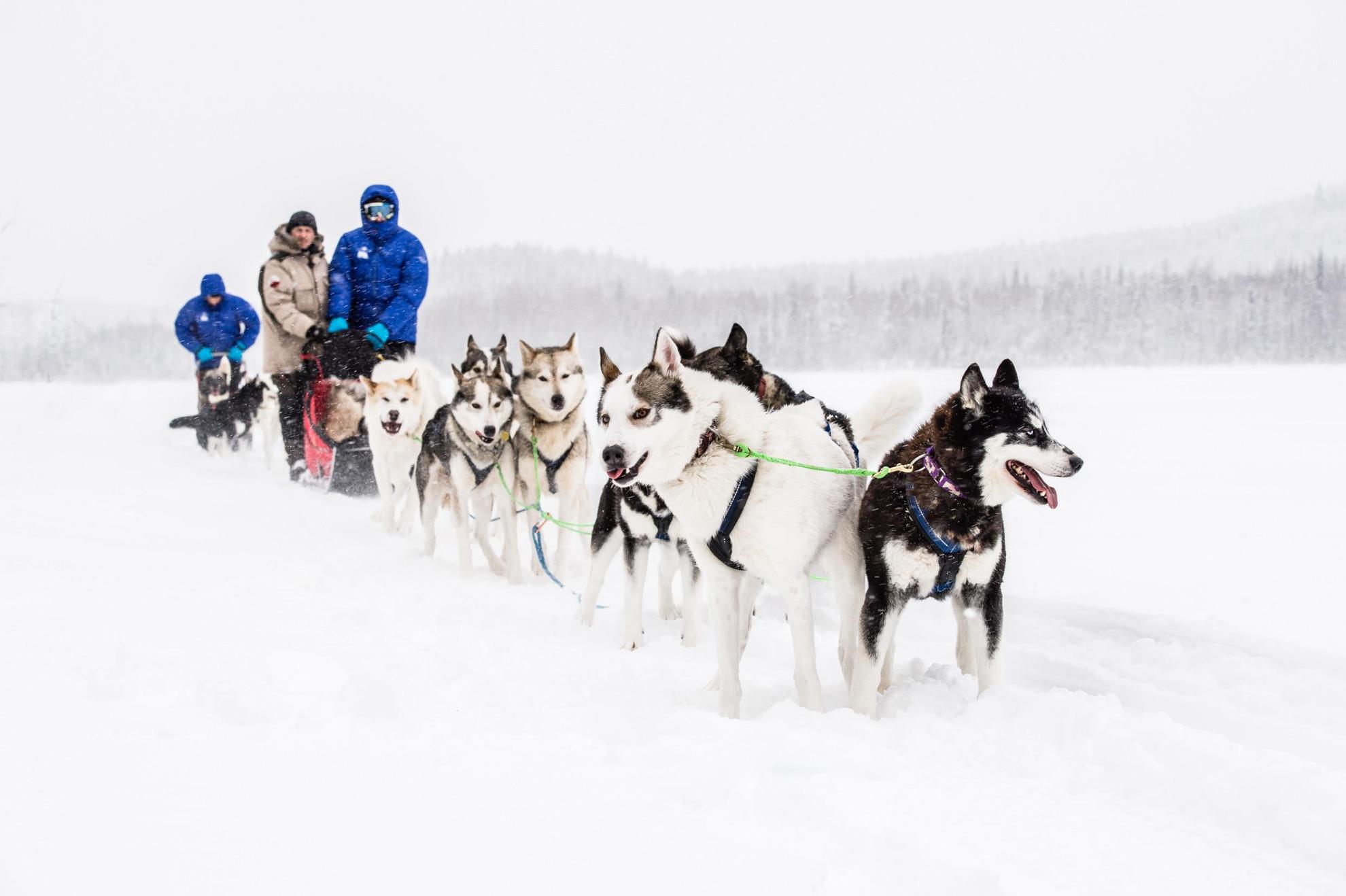 Hunde ziehen einen Schlitten bei einer Huskytour durch die verschneite Winterlandschaft.