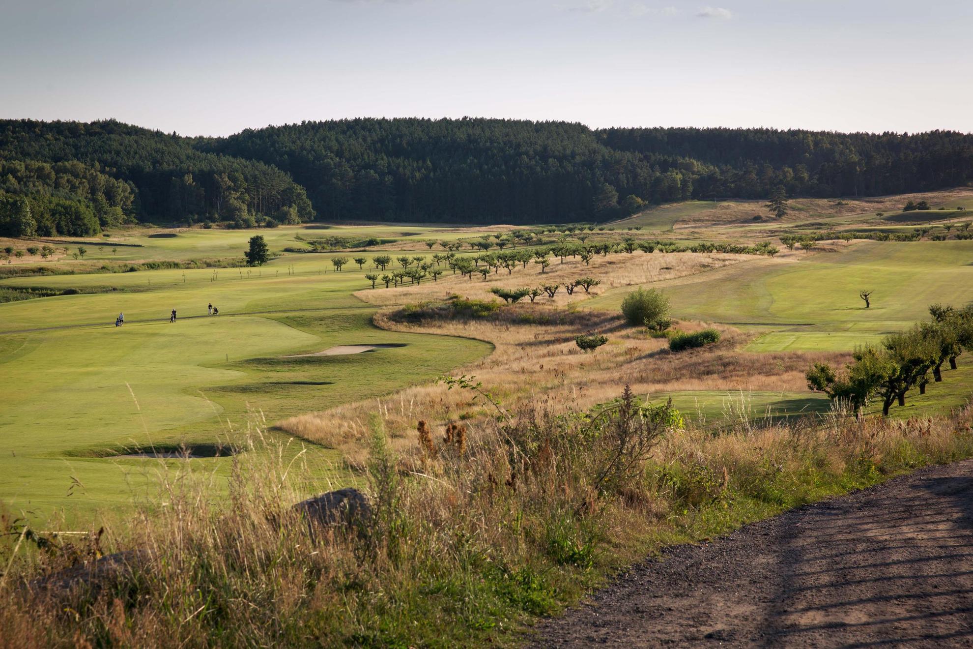 Blick auf einen Golfplatz in Skåne. Ein dichter Wald in der Ferne.