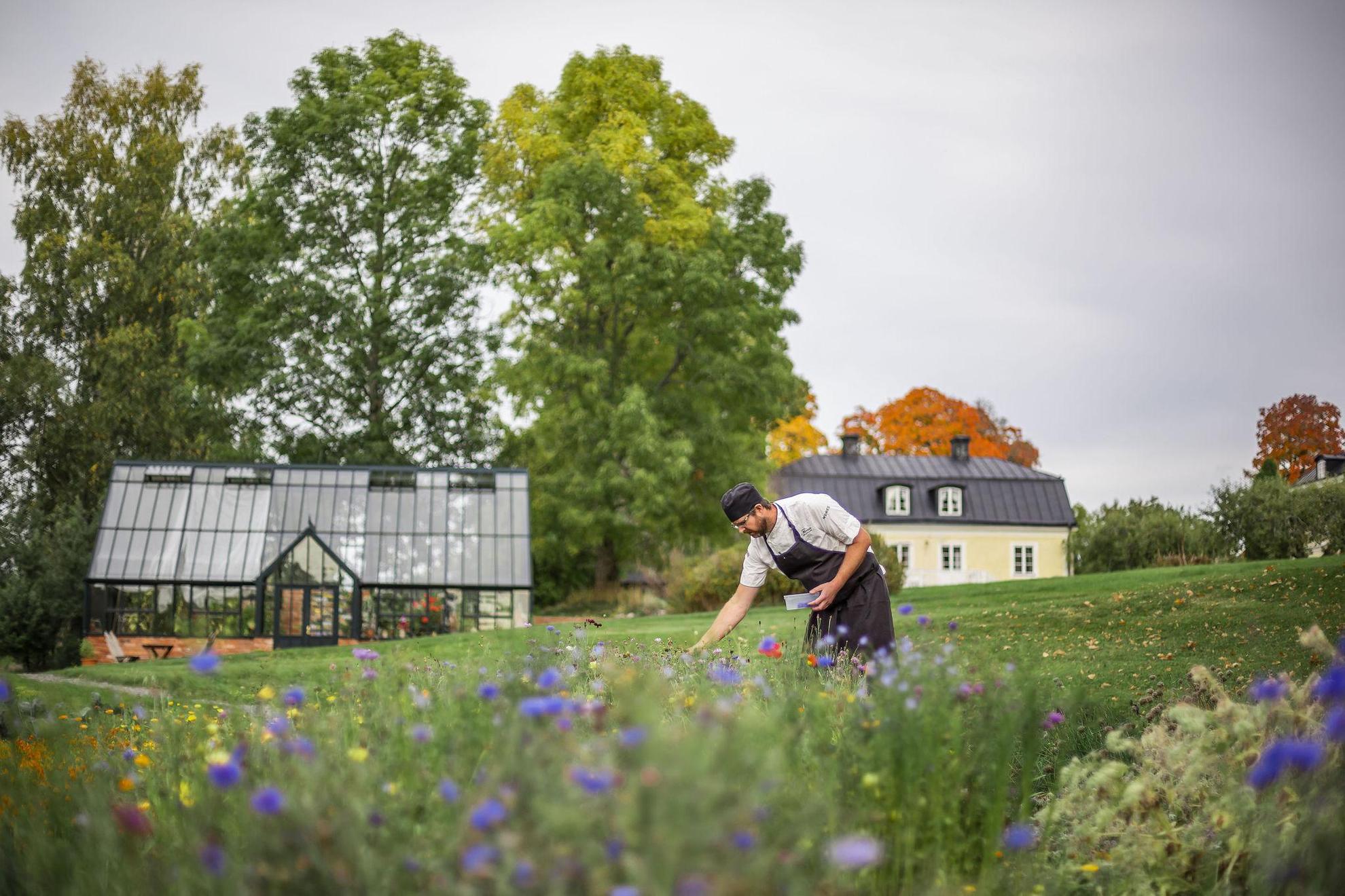 Ein Koch pflückt Kräuter und Blumen aus einem Garten. Im Hintergrund ist ein Gewächshaus zu sehen.