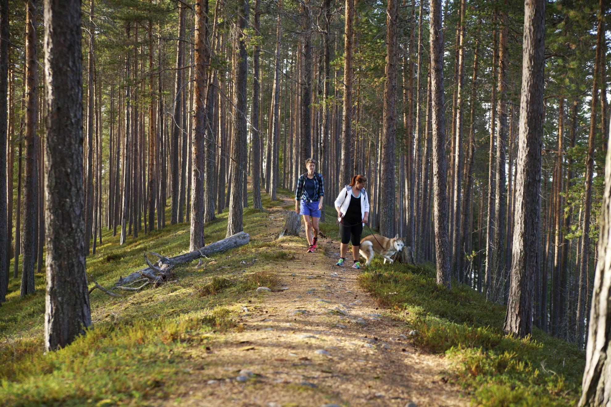 Zwei Personen mit einem Hund an der Leine gehen auf einem Wanderweg in einem Wald spazieren.