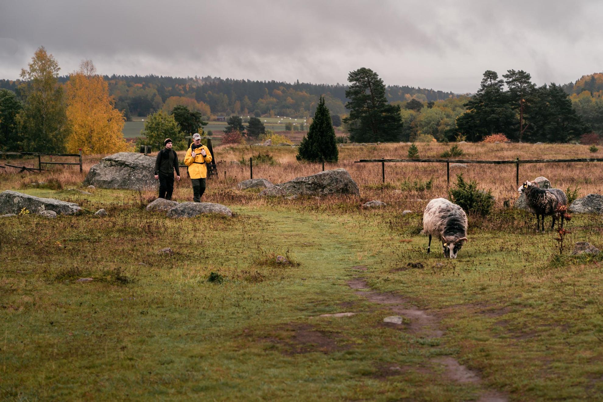 Zwei Männer wandern auf einer Wiese, auf der zwei Schafe weiden.