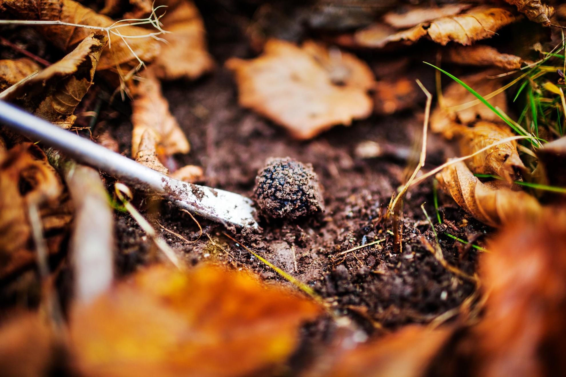Ein Trüffel Pilz liegt im Laub.