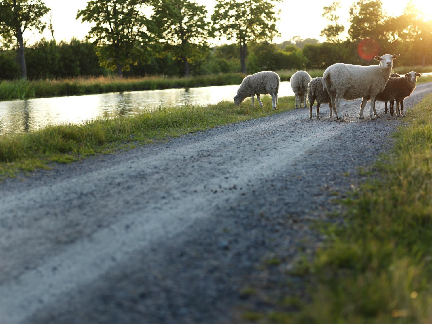 Ein paar Schafe stehen an einem Sommerabend auf einer Schotterstraße neben dem Göta Kanal.