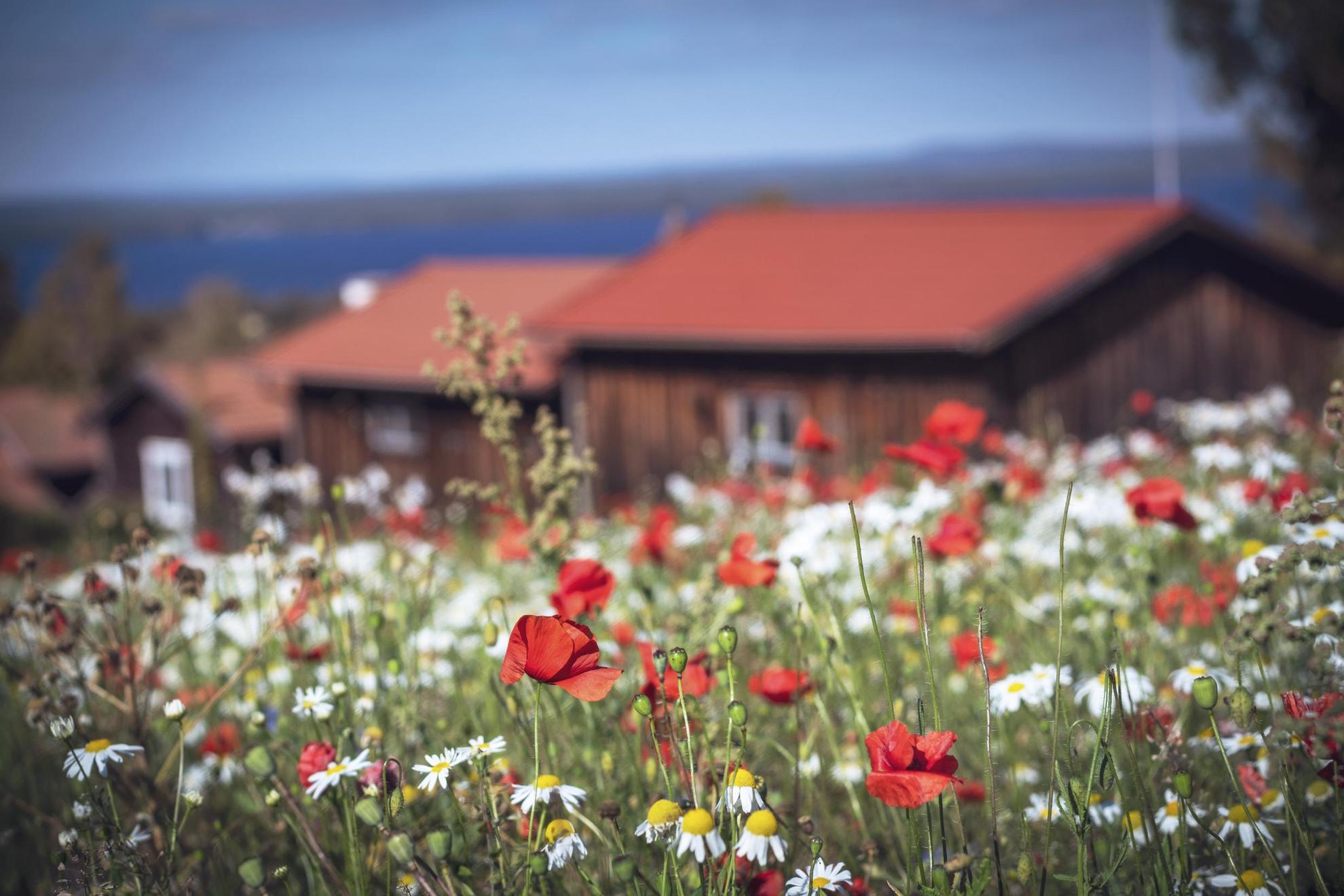 Close-up of flowers on a field. Houses in the background.