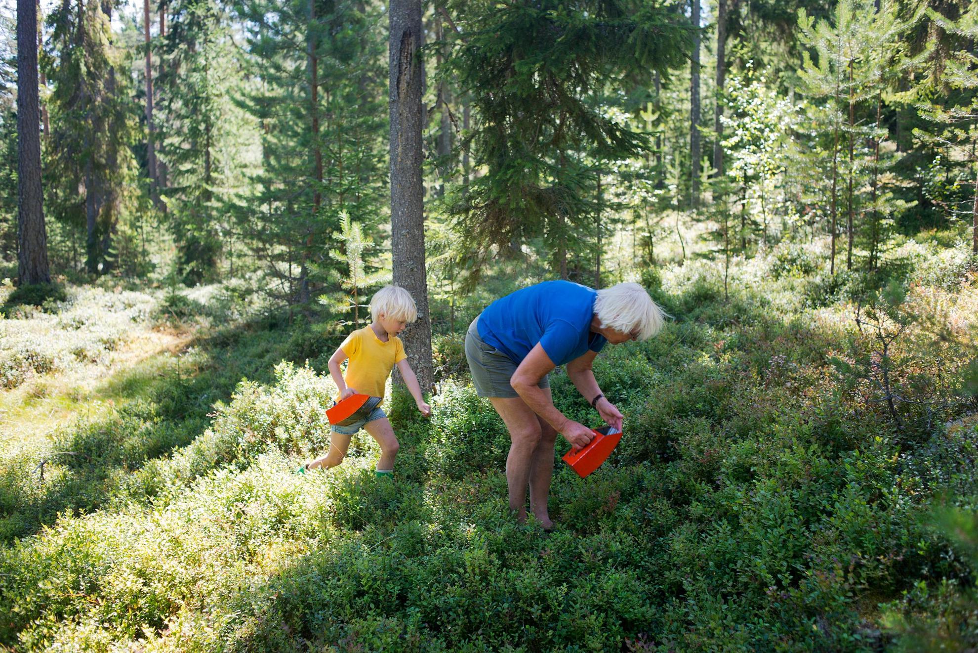 Zwei Menschen suchen in den Wäldern Dalarnas nach Heidelbeeren. Es ist Sommer und die Bäume sind in einem sattengrün.