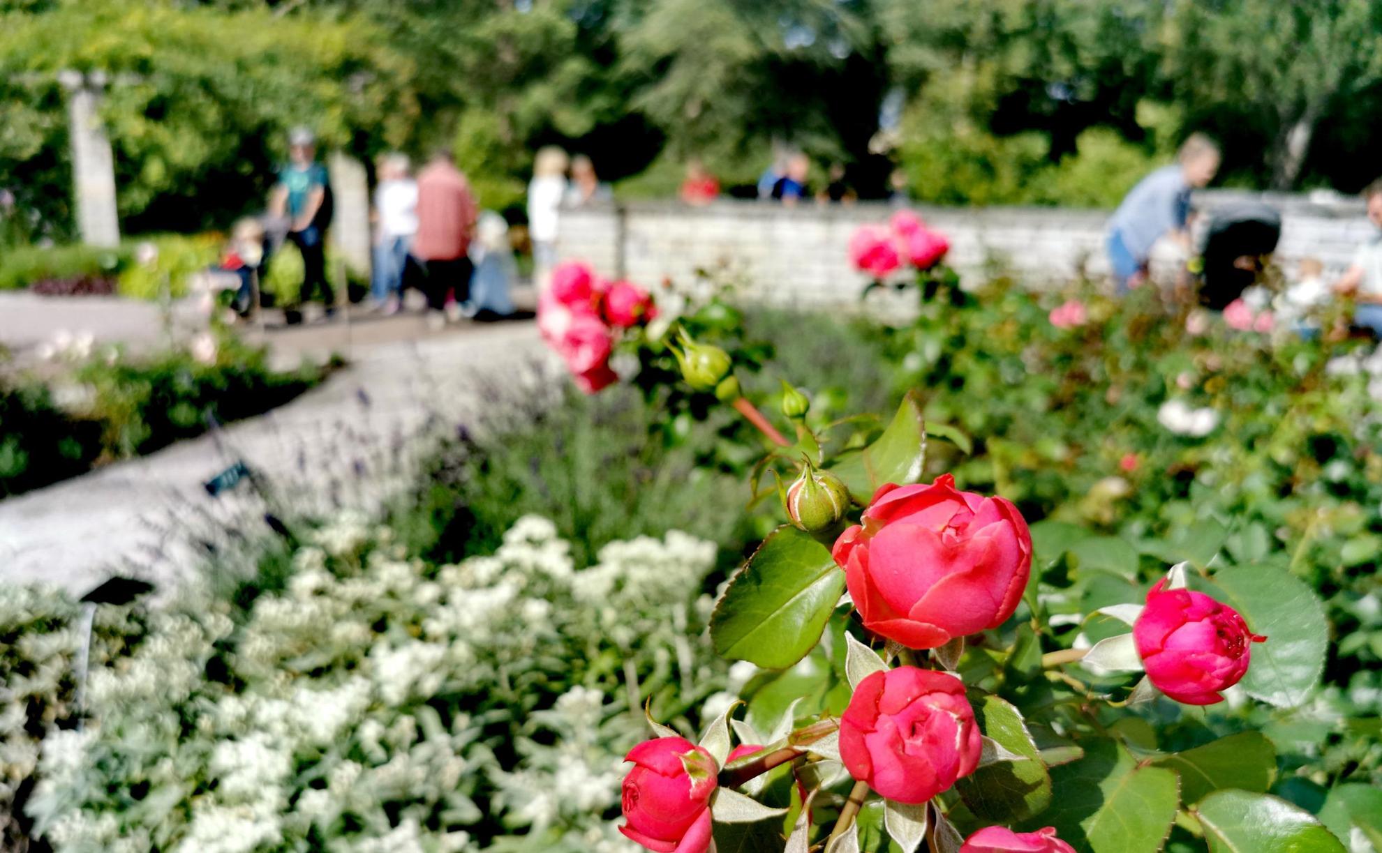 Ein Rosenbeet in einem botanischen Garten. Im Hintergrund einen Weg entlang gibt es Grün und einige Leute sind verschwommen.