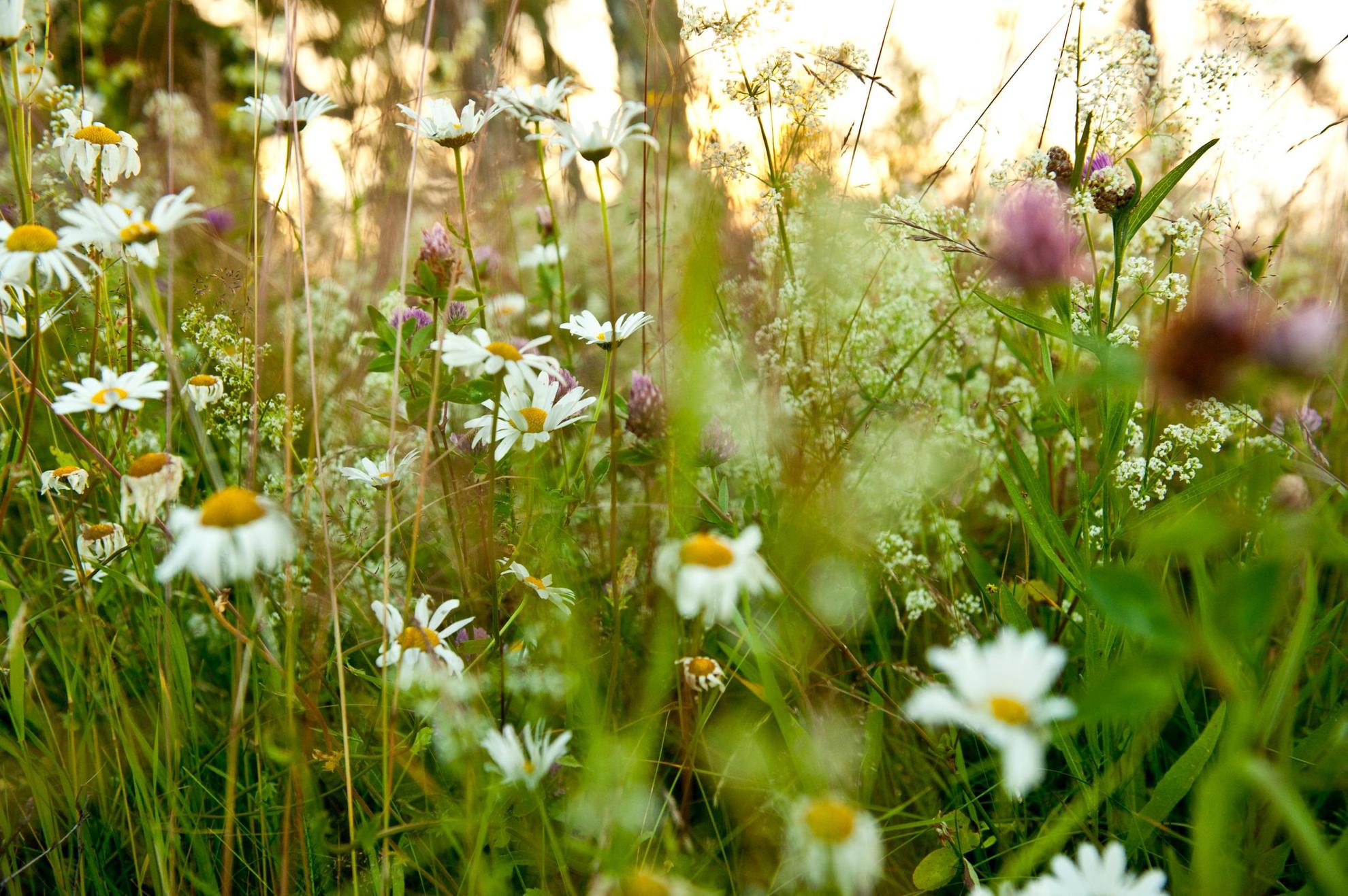 A variety of wild flowers in a field.