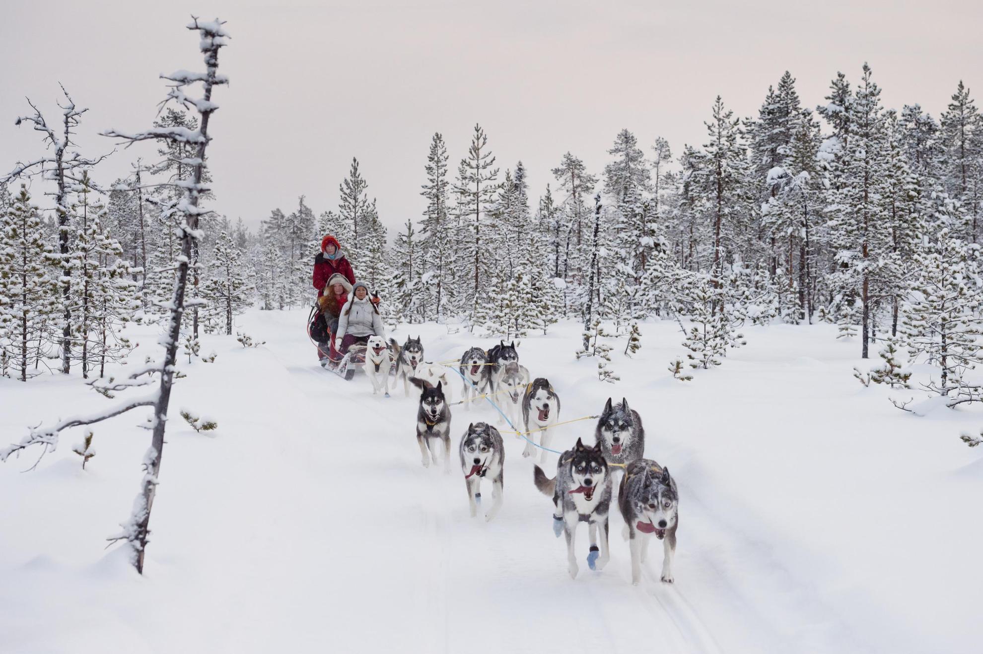 Ein Schlitten von Hunden gezogen gleitet durch die Winterlandschaft von Schwedisch Lappland.