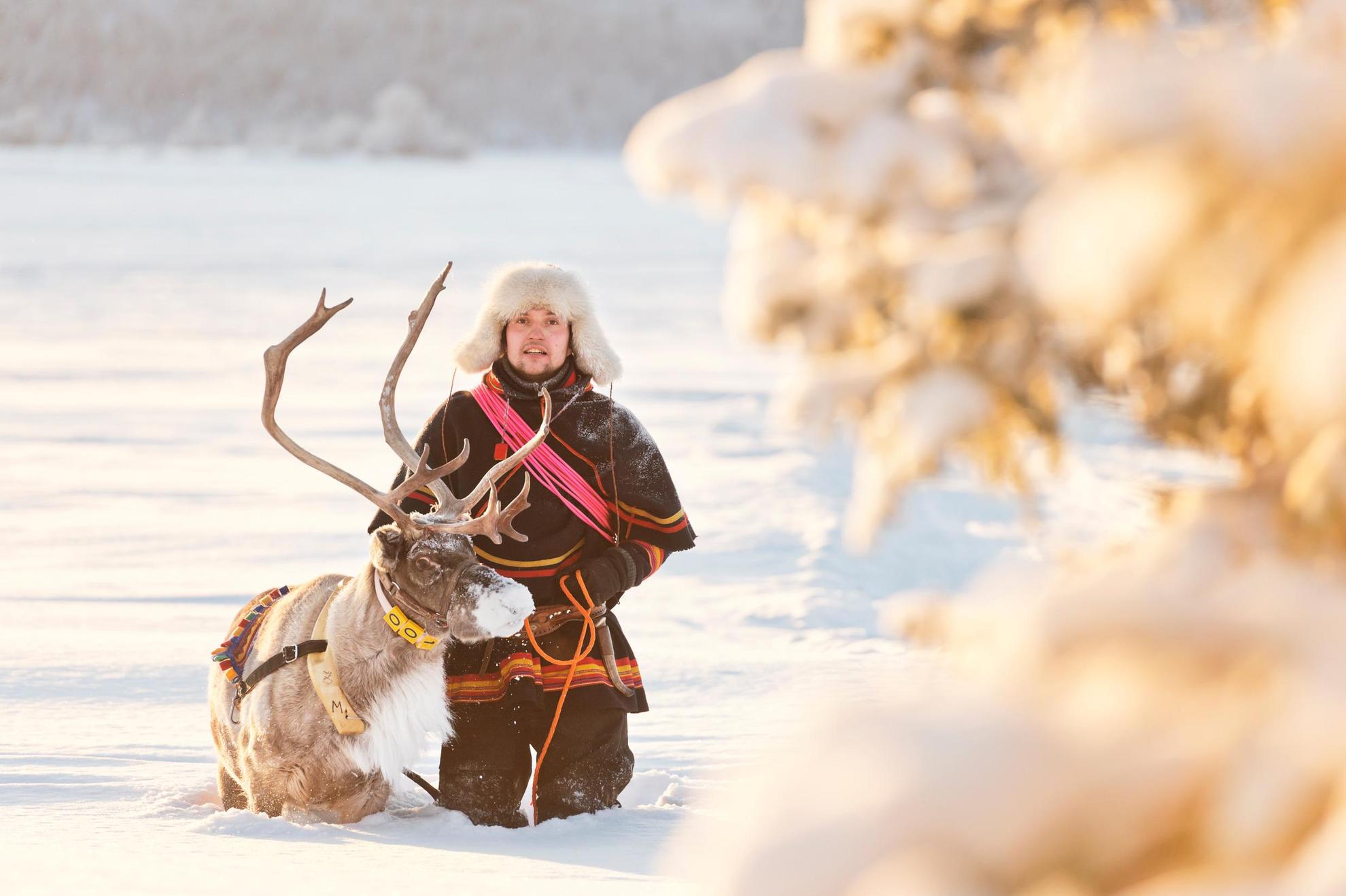 Ein Mann in samischer Tracht und mit Fellmütze mit einem Rentier knietief im Schnee versunken. Im Vordergrund verschwommen eine schneebedeckte Tanne.