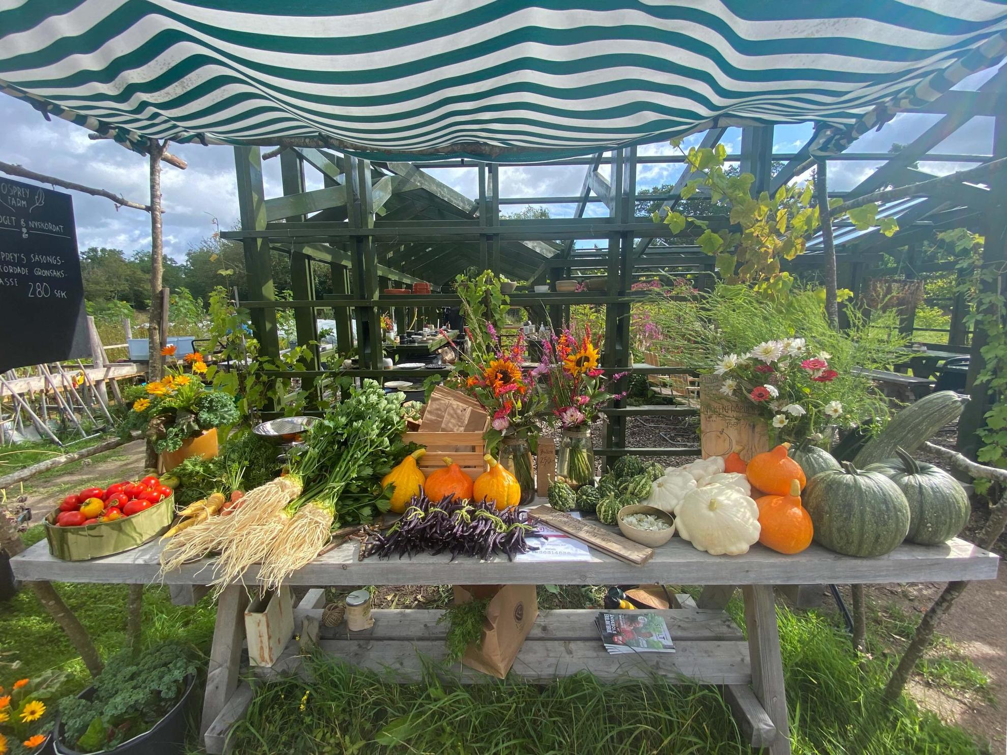 Ein Tisch ist mit verschiedenen Gemüsesorten wie Kürbisse, Tomaten und Petersilie gefüllt.